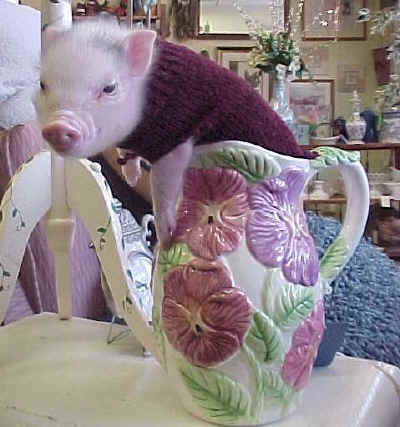 tea cup piggy.jpg (61922 bytes)